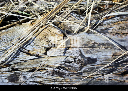 Old shabby tree trunk surface with white weathered grass, horizontal background texture close up detail Stock Photo