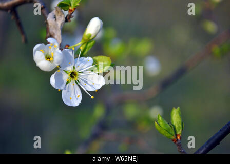 Wild plum tree blossom close up detail on blurry gray background Stock Photo