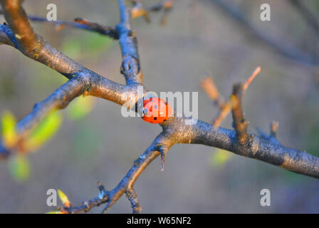 Branch with ladybug on it macro close up detail, soft blurry bokeh background Stock Photo