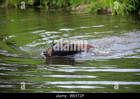 Black Bear, young, Pine County, Minnesota, USA, North America, (Ursus americanus) Stock Photo