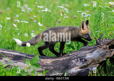 American Red Fox, cub, Pine County, Minnesota, USA, North America, (Vulpes vulpes fulvus) Stock Photo