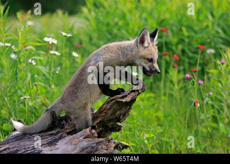American Red Fox, cub, Pine County, Minnesota, USA, North America, (Vulpes vulpes fulvus) Stock Photo