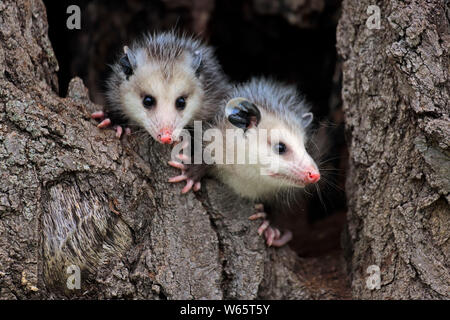 Virginia opossum, North American opossum, youngs, Pine County, Minnesota, USA, North America, (Didelphis virginiana) Stock Photo