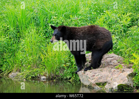 Black Bear, young at water, Pine County, Minnesota, USA, North America, (Ursus americanus)