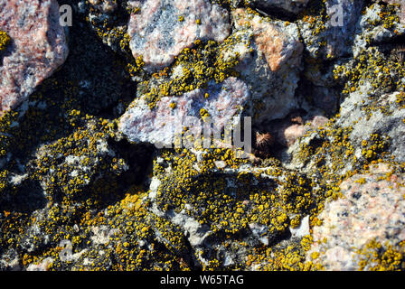 Old gray crushed stones surface with yellow moss, grunge texture background Stock Photo