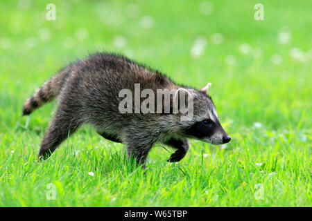 North American Raccoon, common raccoon, cub, Pine County, Minnesota, USA, North America, (Procyon lotor) Stock Photo