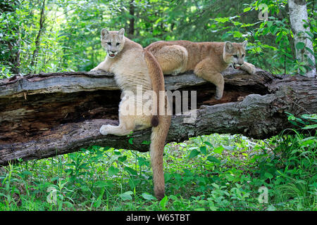 Mountain Lion, cougar, puma, adult, Pine County, Minnesota, USA, North America, (Felis concolor) Stock Photo