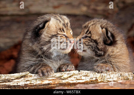 Bobcat, young siblings, Pine County, Minnesota, USA, North America, (Lynx rufus) Stock Photo