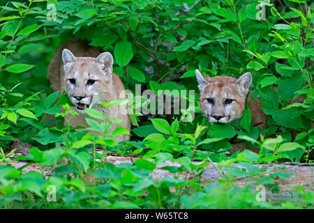 Mountain Lion, cougar, puma, adult, Pine County, Minnesota, USA, North America, (Felis concolor) Stock Photo