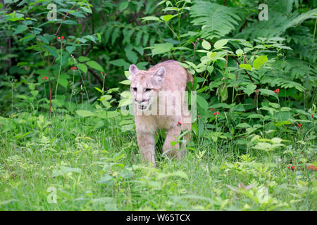 Mountain Lion, cougar, puma, adult, Pine County, Minnesota, USA, North America, (Felis concolor) Stock Photo