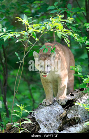 Mountain Lion, cougar, puma, adult, Pine County, Minnesota, USA, North America, (Felis concolor) Stock Photo