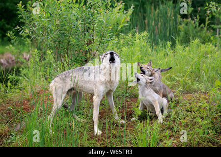 Gray Wolf with cubs, Pine County, Minnesota, USA, North America, (Canis lupus) Stock Photo