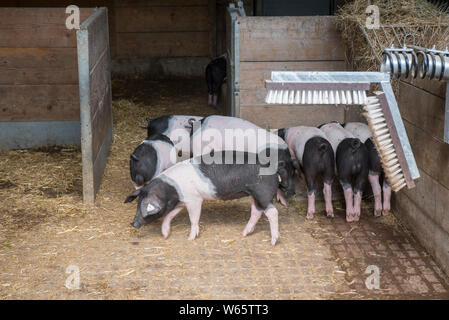 Swabian Hall Pig, schwaebisch hall, hohenlohe region, heilbronn-franconia, baden-wuerttemberg, germany