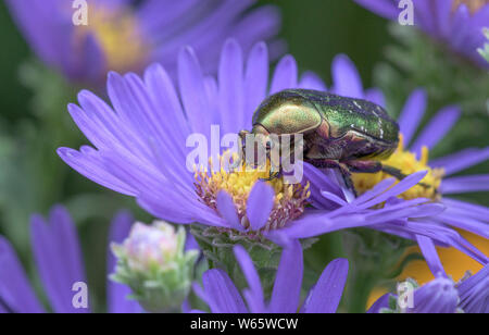 Rose chafer beetle, Geo-Naturpark Frau-Holle-Land, Hesse Germany, (Cetonia aurata), (Aster spec.)
