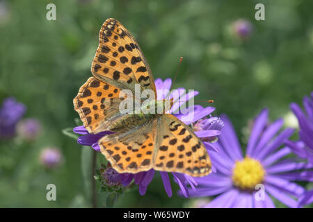 Queen of Spain fritillary, aster, Geo-Naturpark Frau-Holle-Land, Hesse Germany, (Issoria lathonia), (Aster spec.) Stock Photo
