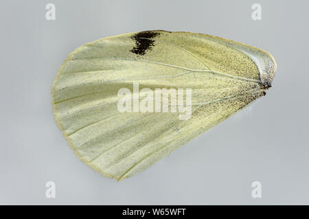 Large white, cabbage butterfly, hind wing, Natural park Munden, Lower Saxony, Germany, (Pieris brassicae) Stock Photo