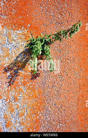 Yellow rough concrele wall with hole through wich growing tree with green leaves, surface close up detail, grunge horizontal shabby background Stock Photo
