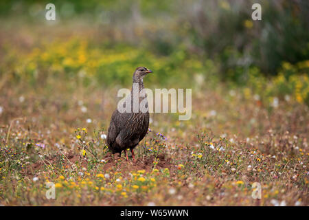 Cape Francolin, adult, West Coast Nationalpark, Western Cape, South Africa, Africa, (Francolinus capensis) Stock Photo