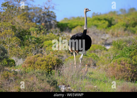 South African Ostrich, adult male with youngs, West Coast Nationalpark, Western Cape, South Africa, Africa, (Struthio camelus australis) Stock Photo