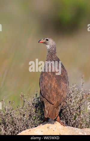 Cape francolin (Francolinus capensis), standing on a meadow, South ...