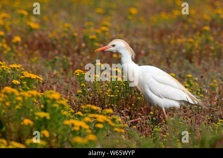 Cattle Egret, adult, West Coast Nationalpark, Western Cape, South Africa, Africa, (Bubulcus ibis) Stock Photo