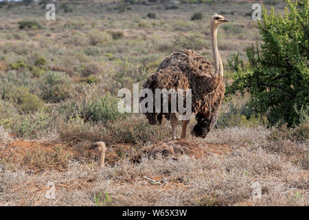 South African Ostrich, adult females at nest breeding, Oudtshoorn, Western Cape, South Africa, Africa, (Struthio camelus australis) Stock Photo