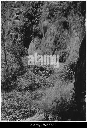 Hanging Gardens along Narrows Trail above Zion Stadium showing Cardinal and Monkey Flowers. Stock Photo