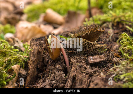 beech seedling, European Beech, common beech, (Fagus sylvatica), Mecklenburg-Western Pommerania, Germany Stock Photo