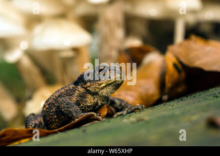 common toad, European toad, (Bufo bufo), Mecklenburg-Western Pommerania, Germany Stock Photo