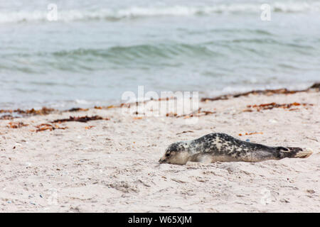 Harbour Seal, pup, Helgoland, Schleswig-Holstein, Germany, ( Phoca vitulina), Düne Stock Photo
