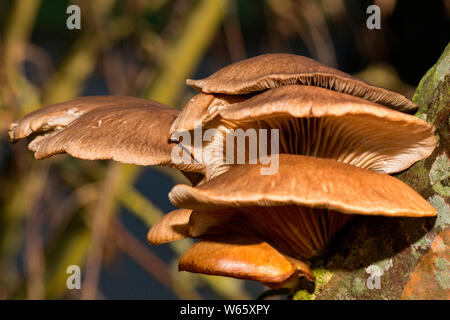 late oyster fungus, (Panellus serotinus) Stock Photo