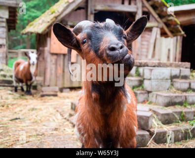 domestic goat, Germany, Europe, (Capra aegagrus hircus) Stock Photo