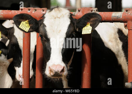 black and white cow with earmarks Stock Photo