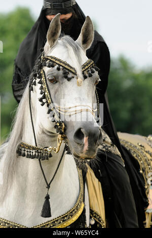 white Arabian horse stallion with traditional decorated bridle Stock Photo