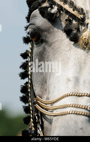 white Arabian horse stallion, with traditional decorated bridle Stock Photo