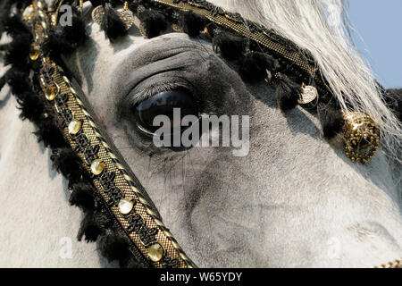 white Arabian horse stallion, with traditional decorated bridle Stock Photo