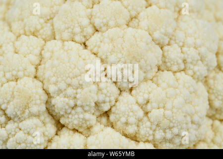 cauliflower, Brassica oleracea var. botrytis Stock Photo