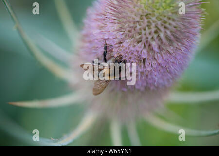 common carder bee at wild teasel, North Rhine-Westphalia, Europe, (Bombus pascuorum) (Dipsacus fullonum, Dipsacus sylvestris) Stock Photo