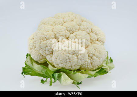 cauliflower, Brassica oleracea var. botrytis Stock Photo