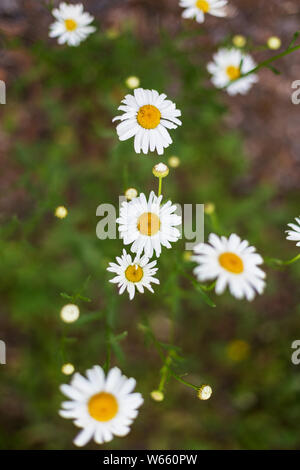 Close up field daisies on sunset. Concept of summer flowers Stock Photo
