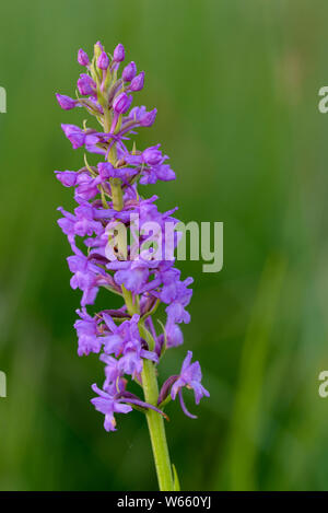 Fragrant orchid, blossom, july, Grassau, Bavaria, Germany, (Gymnadenia conopsea) Stock Photo