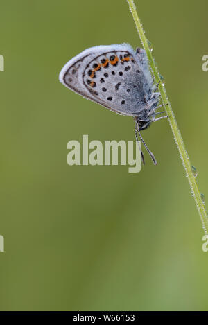 Silver-studded Blue, july, Grassau, Bavaria, Germany, (Plebejus argus) Stock Photo