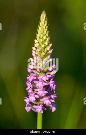 Fragrant orchid, blossom, july, Grassau, Bavaria, Germany, (Gymnadenia conopsea) Stock Photo