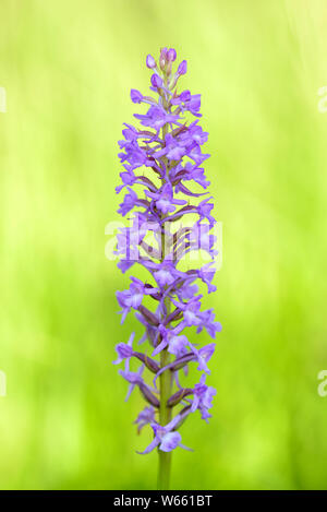 Orchid, blossom, july, Grassau, Bavaria, Germany, (Gymnadenia odoratissima) Stock Photo