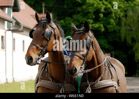 Wielkopolski horses pulling carriage Stock Photo