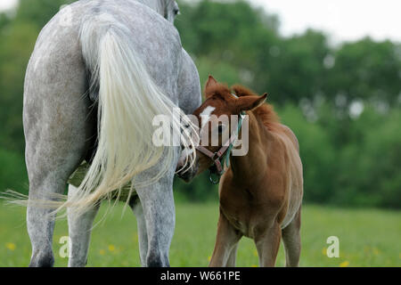 Arabian horse, white mare stands with her foal in the pasture Stock Photo