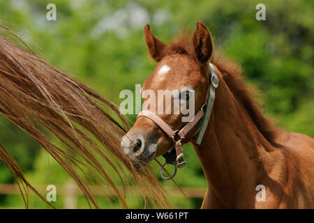 chestnut Arabian horse foal, standing next to mothers tail Stock Photo