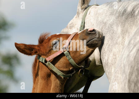 Arabian horse, chestnut foal cuddling with its mother Stock Photo