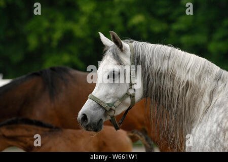 grey Arabian horse mare Stock Photo