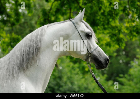 grey Arabian horse, stallion with showholster Stock Photo